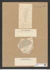 Coscinodiscus cryophilus Grun. (de-Toni-Nr.: Genus 202, Species 4937) Zeichnungen Sammlung Grunow Nr. 8520 (NHMW-BOT-W0378145)